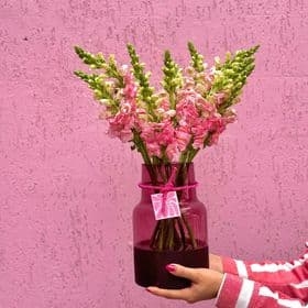 ARRANJO VASO UVA COM BOCA DE LEÃO